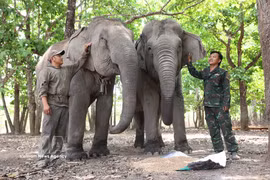 Devoted elephant keepers in Dak Lak’s deep forests earn admiration