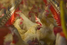 Vietnamese chicken expected to be exported to Singapore soon