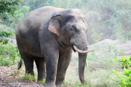 Large elephant spotted near residential area in Dong Nai