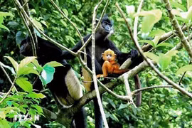 White-rumped langur reserve to be established in Kim Bang