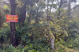 Vietnam classified as low risk under EU anti-deforestation regulation