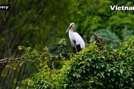 Thung Nham– An ecological paradise in Ninh Binh province