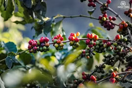 Son La farmers enjoy strong coffee harvest with rising yields and prices