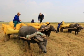 Timeless charm of the Mekong delta: Buffalo carts transporting rice in Dong Thap