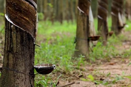 Vietnam’s rubber export predicted to exceed 11 bln USD