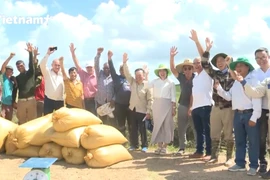Rice production – a bright spot in Vietnam-Cuba agricultural cooperation