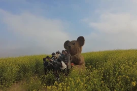 Moc Chau’s mustard flower fields captivate visitors