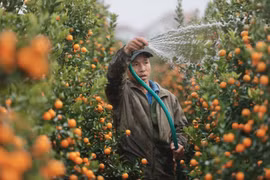 Ornamental kumquat and pomelo hub prepares for Tet