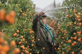 Ornamental kumquat and pomelo hub prepares for Tet