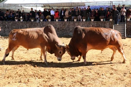 Cow “beauty pageant” in mountainous region enthralls locals, visitors