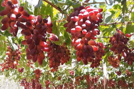 Ninh Thuan boosts appeal with high-quality fresh grape varieties