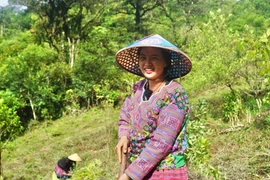 Vietnam's carbon market: Great potential, bright prospects 