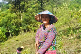 Vietnam's carbon market: Great potential, bright prospects 