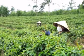 Collective economy drives Quang Tri’s agricultural development 