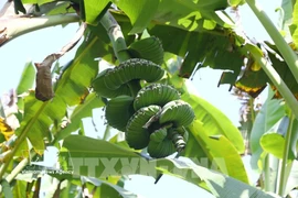“Buddha’s hand” bananas in high demand ahead of Tet