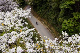 Mountain ebony blossoms showcase beauty in Dien Bien