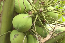 Coconut exports reach 14-year high