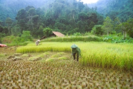 Unique rice preservation method of Thai ethnic people in Pu Huong mountains