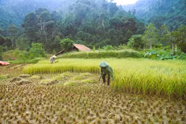 Unique rice preservation method of Thai ethnic people in Pu Huong mountains