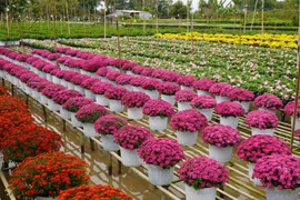 Century-old flower village with unique cultivating technique