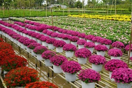 Century-old flower village with unique cultivating technique