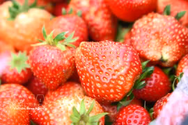 Farmers in Lai Chau border area benefit from strawberry farming