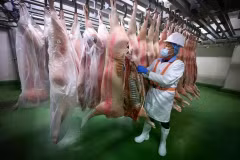 Slaughtered pigs are transported to pork supplier OJJ Foods, where they will be left in this chiller room before being butchered. (Photo: www.straitstimes.com)