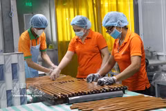 Workers at Cau Ke Wax Coconut Processing Company Limited (Vicosap), Tam Ngai commune, Vinh Long province, process products from wax coconuts. (Photo: VNA)