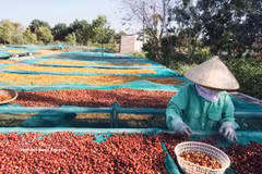 According to the Vietnam Coffee Cocoa Association (Vicofa), Vietnam exported nearly 1.7 million tonnes of coffee in the first eight months of 2026, earning more than 6 billion USD. (Photo: VNA)