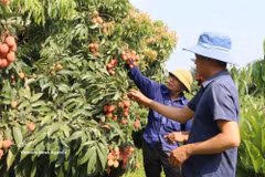 To promote the local lychee brand, expand consumption markets and enhance the fruit's value, Bac Ninh province is organising various trade promotion activities and experiential tourism programmes during the 2026 lychee season. (Photo: VNA)