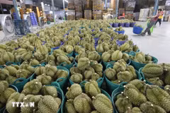 Vietnam's durian exports are expected to exceed 2 billion USD by the end of July. (Photo: VNA)