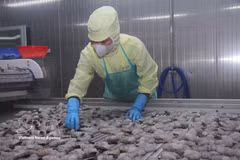 Shrimp exports reach 3.29 billion USD in the first eight months of 2026, up 12.3% year on year and accounting for about 41% of total seafood export revenue. (Photo: VNA)