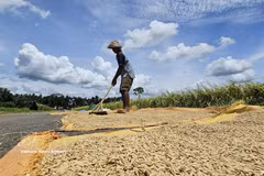 An Indonesian farmer is sun-drying paddy. (Photo: VNA) 