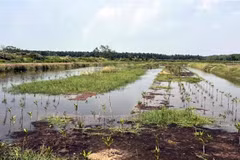 A coastal area under the nature-based mangrove restoration project in Soc Trang. (Photo: VNA)