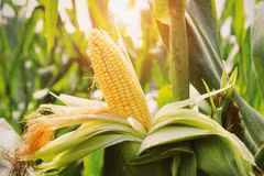Indonesia aims to stop corn imports in 2026