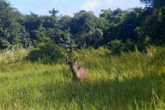 An Eld’s deer is captured on a camera trap installed in Chu Mom Ray National Park. (Photo courtesy of Chu Mom Ray National Park).