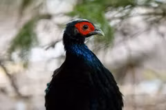 A Vietnamese pheasant chick born at Pairi Daiza Zoo in Belgium (Photo: published by VNA)