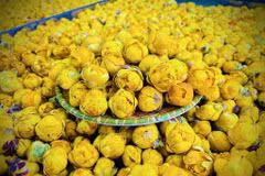 The golden camellia, a valuable medicinal plant, is widely cultivated in Thai Nguyen province. (Photo published by VNA)
