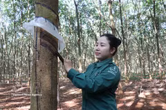 A worker of the Dong Nai Rubber Corporation harvest rubber latex. (Photo: VNA)