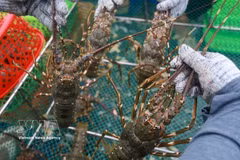 Lobster has risen as one of the sector's brightest performers, with exports climbing 44.3% to 585 million USD during the first half of 2026. (Photo: VNA)