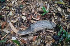 A Sunda pangolin returns to its natural habitat. (Photo: phongnhakebang.vn)
