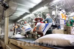 Vietnam ships 6.3 million tonnes of rice in the first eight months of this year. - Illustrative image (Photo: VNA)