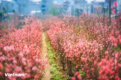 Admiring stunning moments of Hanoi 