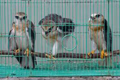 Three black-winged kite (Elanus caeruleus) rescued in an alleged illegal wildlife trade attempt in Central Bangka District, Bangka Belitung Islands (Photo: ANTARA)