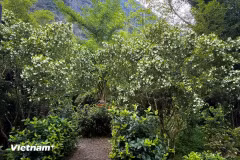 Orange jasmine: Pure white blooms, enchanting fragrance