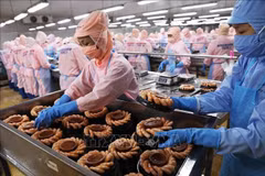 According to the Ministry of Agriculture and Environment, the sector's GDP growth reached around 3.7-3.92% in 2025. (Photo: VNA)
