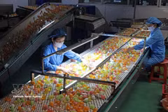Jelly production at Long Hai Co., Ltd., Industrial Cluster 1, Thach Khoi ward, Hai Phong city (Photo: VNA)