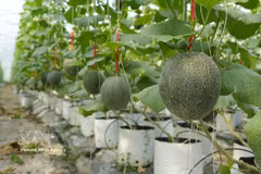 A high-quality green melon farm in Than Linh commune, Nghe An province (Photo: VNA) 