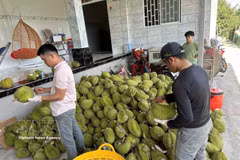 India's opening of its market to Vietnamese durian is a notable development that creats new opportunities for producers and exporters in both countries. (Photo: VNA)
