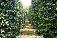 Vietnam ships abroad 10,915 tonnes of pepper worth 70 million USD in the first half of September alone. (Photo: VNA)